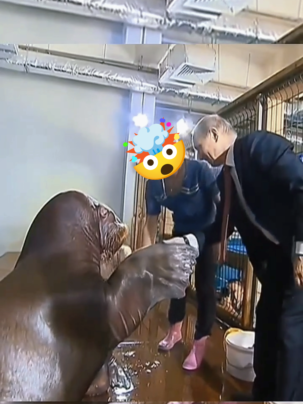 #putin #путин #россия #edit #animal 
