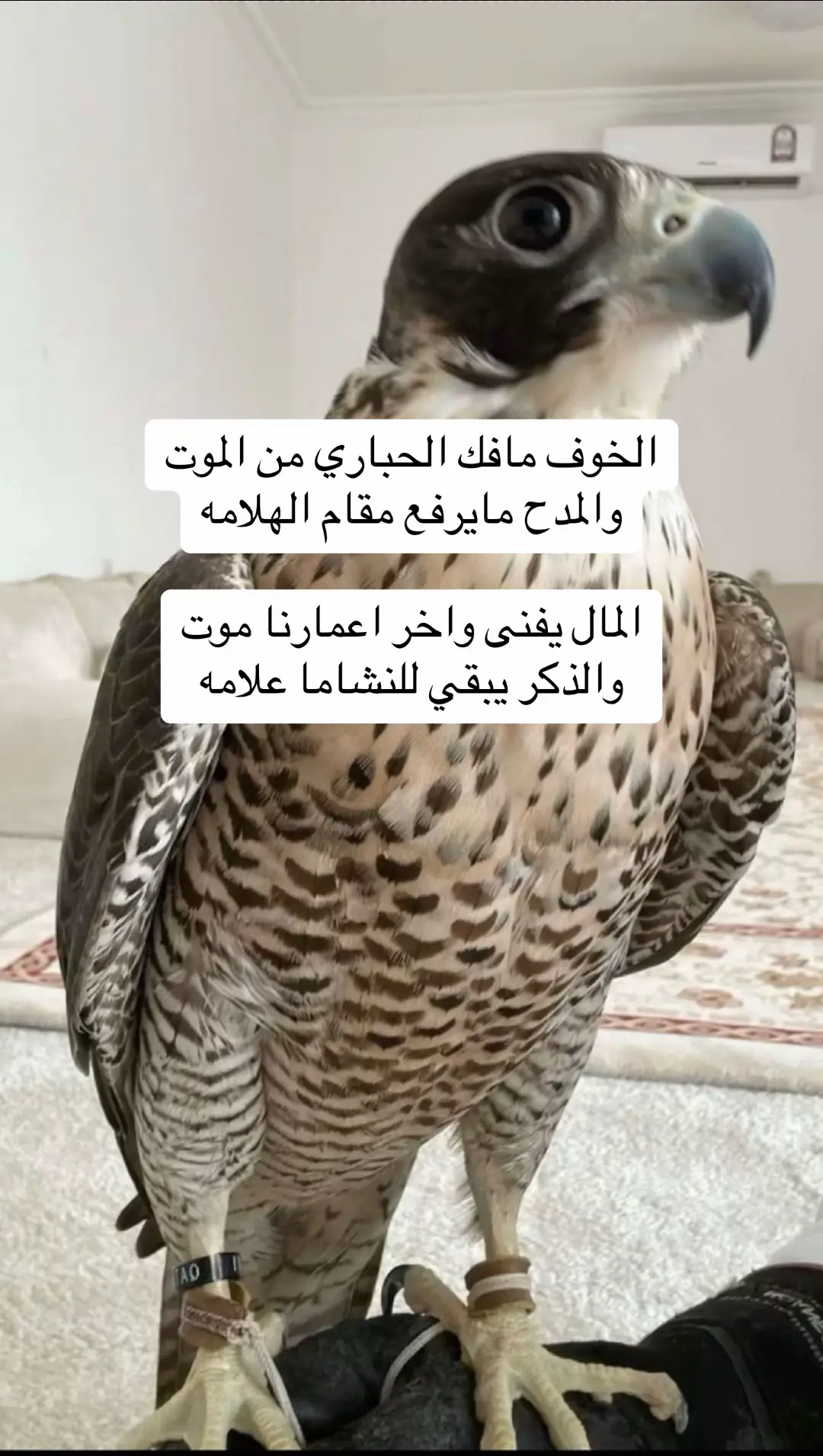 #الشيخه_انجل #fyp 