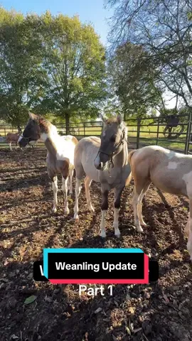 Weanling Update Part 1 #horse #foal #painthorse #horsetok #weaning 