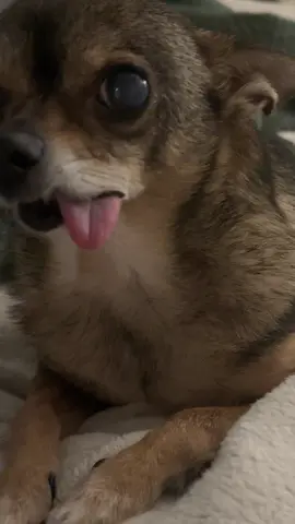 When you ain’t got enough teeth to hold ya tongue in. #food #pets #PetsOfTikTok 