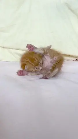 orange#kitten #catbaby #cute #littlekitten #cat 