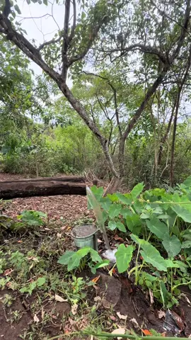 Bica d’água #zonarural_go #roça #br 