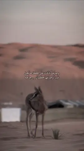 #غيداً_وصايفها_كمال_ورجاحه #💞🌷✨ #غزال #تصميمي #اكسبلور_تيك_توك 