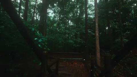 رب المشرقين ورب المغربين عمير شميم ____________________________ #قران_كريم #quran_alkarim #عمير_شمیم #صلوا_على_رسول_الله #استغفرالله 