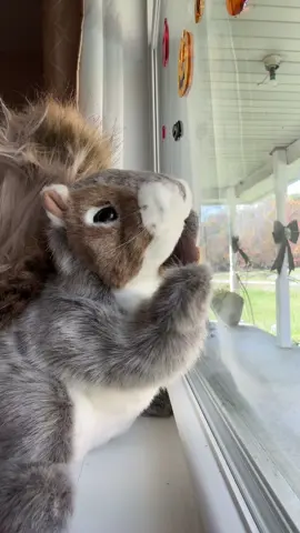 smooth 😏#squirrel #fyp #baddie #makethisviral #handpuppet 