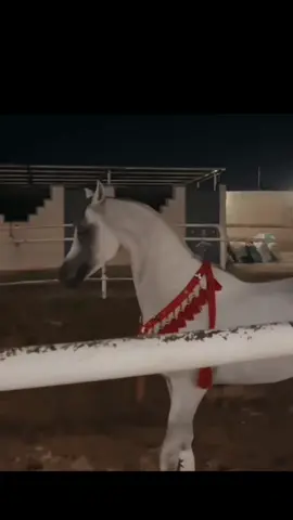 #قصيده_شعر #متعب الهايس 🇵🇸