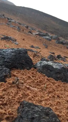 #ياسر_اللويحق #شعر #viral 