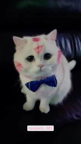 Funny White Cats.#cat #cats #catsoftiktok #catlover #funny #foryou #funnytiktok #fyp #fypシ゚viral #funnymoments #funnyvideos #cute #usa🇺🇸 