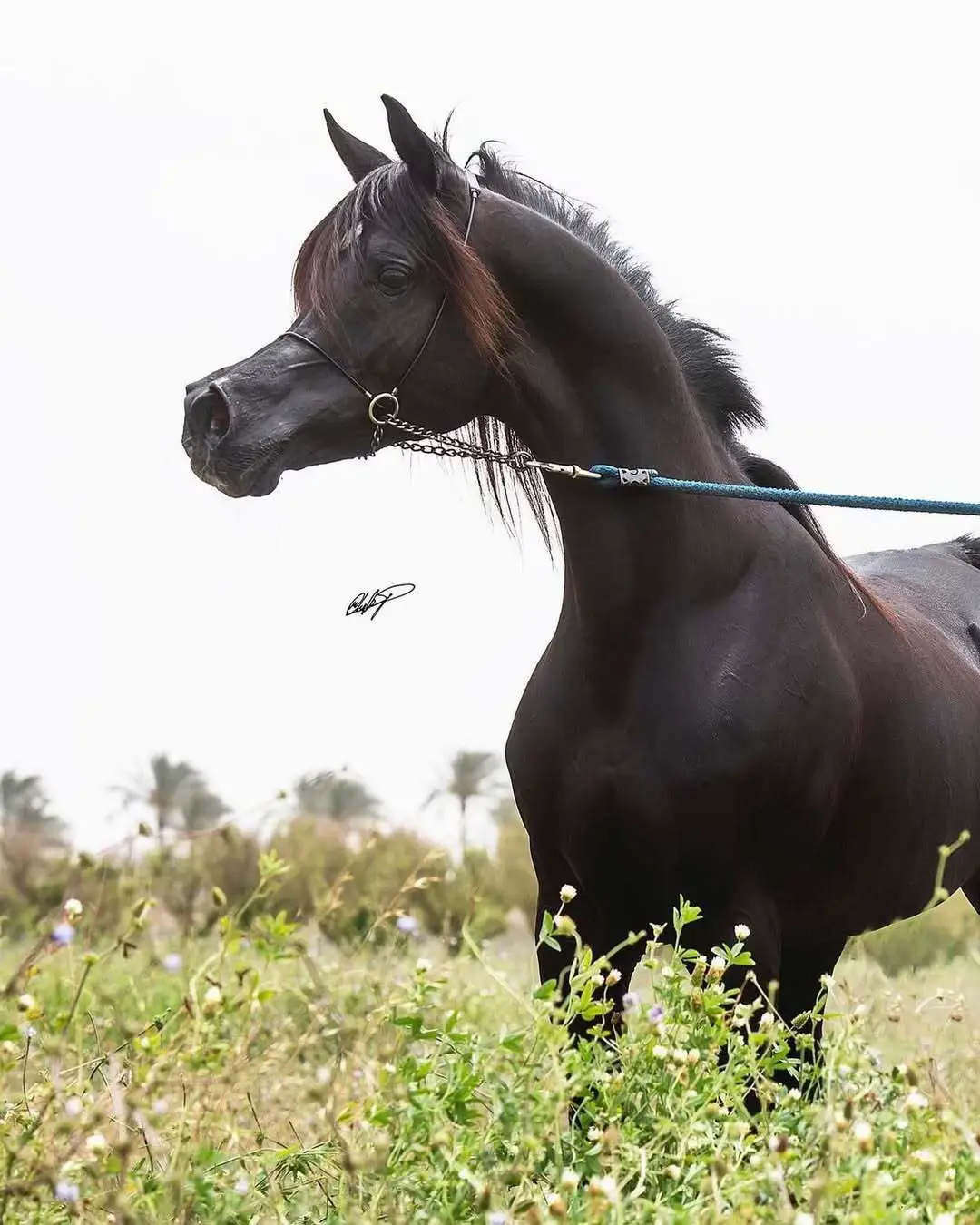 #بطولات_جمال_الخيل #فهد_سعد_الخيل_فتنة_خيال❤️_🐎 #خيل_وخياله🐎🖤ماشاءالله_اللهم_بارك🧿♥️ #تفاصيل_جميله🤍🤍 #خيل_عربي 