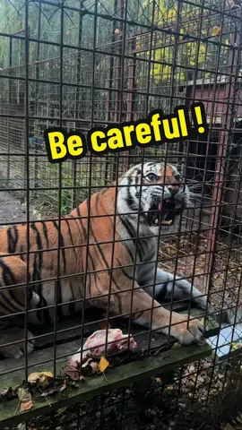 Oseriez-vous vous approcher ? #lions #tigres #angrytigers #normandie   