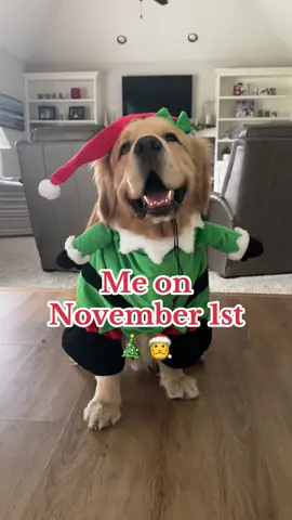 Anyone else or just me. Officially Christmas Season #itstime #christmasseason #goldensoftiktok #christmasdog #buddytheelf 