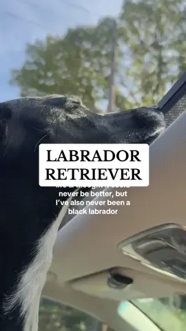 can you imagine  #labadorretriever #life 