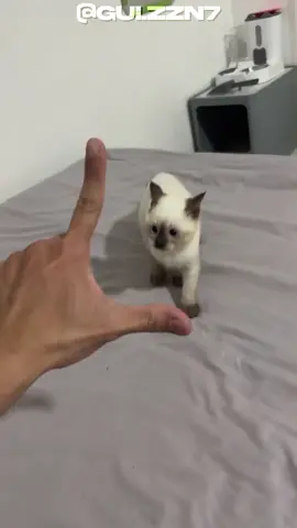 Gato siamês. #gatos #curiosidades #siamese #PetsOfTikTok 