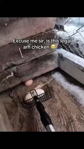 #foryoupage #memestiktok #tiktok #donpollo #animalsoftiktok 