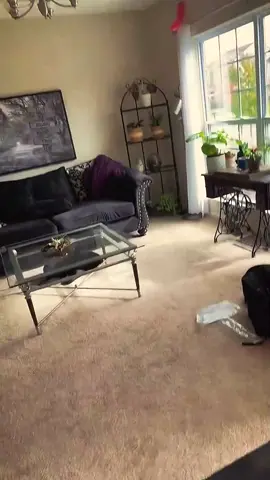 Balloons and cat #catsoftiktok #cat #fyp #pet #funny 