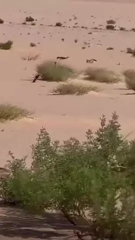 #explore   -  #foruyou   -  #شواهين   - 