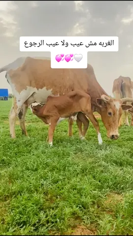 الغربه مش عيب ولا عيب الرجوع #متابعه_ولايك_واكسبلور_احبكم #تعزيه_من_حق_ششقي_وشنديلك_ما_شنكرك🤍 #تعز_عشقي #ترند_تعز #اصحاب_تعز_اثبتو_وجودكم_اكسبلور❤️‍🔥 