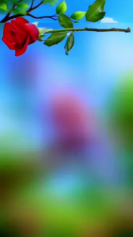 #صباح_الخير #صباح_الخير_لقلبك_وعيناك😍 #♥♥♥ #تصميم_فيديوهات🎶🎤🎬 #♥♥♥ 