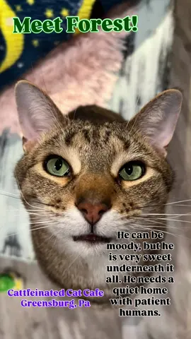 Meet Forest! This handsome fella can be moody, but he just gets overstimulated easily. He’s sweet underneath it all. Visit him at the @Cattfeinated Cat Cafe☕️🐈  #catcafe #catrescue        #caturday #catsoftiktok 
