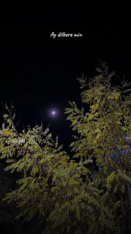 Ay dilbere min 🤎🫠…#fypシ゚ #viral #tiktok #foryou #selwa🦋 