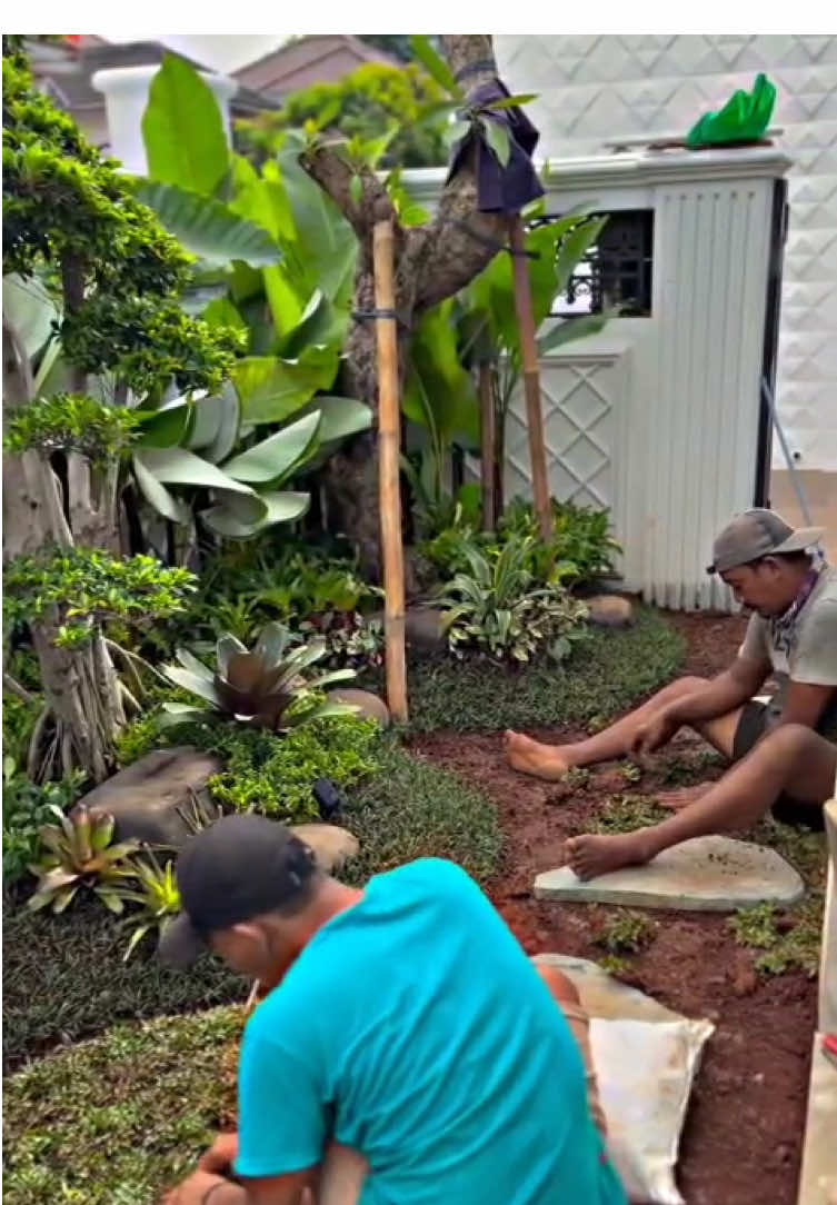 Taman Kecil Tapi Bikin Rumah Jadi Adem & Mewah Siapa bilang bikin taman harus lahan luas? Sekarang banyak rumah minimalis yang punya taman cantik cuma di lahan 2x3 meter! Kuncinya ada di desain dan pemilihan tanaman yang tepat. Taman ini kami buat dengan konsep tropis minimalis, memadukan: 🌳 Palem kipas untuk kesan elegan 🌼 Bromelia warna-warni biar ceria 🍃 Rumput gajah mini agar tetap rapi dan hijau sepanjang tahun Selain cantik, taman ini juga dilengkapi sistem siram otomatis — jadi gak perlu repot nyiram setiap hari. Hasilnya? Rumah tampak segar, sejuk, dan pastinya lebih bernilai. ✨ 📍Lokasi: Solo Baru 📞 WA: 082338761158 📸 IG & TikTok: @jasa_taman_rumah.id ➡️ “Kami bantu wujudkan taman impianmu, dari konsep sampai jadi  #fyp #foryoupage #jasatamanrumah #jasataman #inspirasitaman 