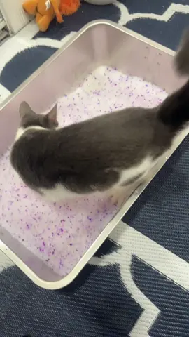 Crystallize cat litter that smells so amazing has no dust no clumping easy maintenance to clean. I highly recommend 