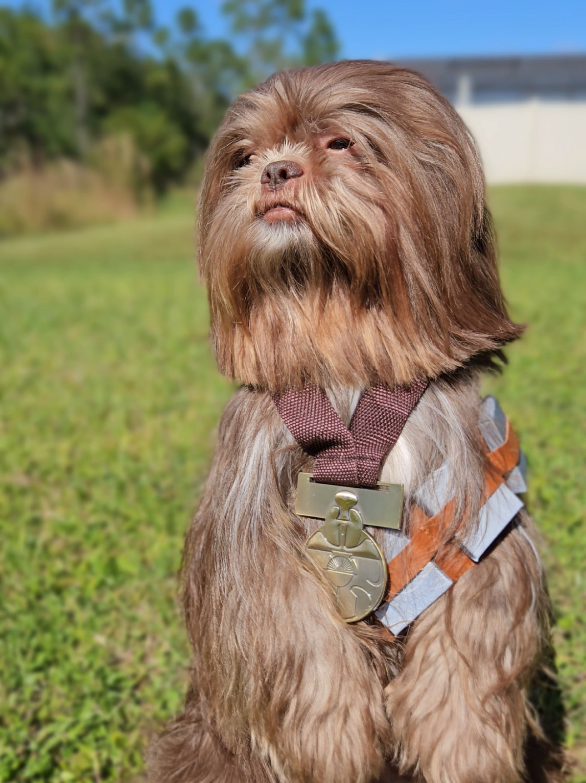 sry i forgot his medal 🏅  #fyp #shihtzusoftiktok #halloween #starwars #chewbacca 
