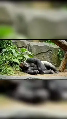 so funny gorilla video I can't stop laughing 😆 🤣 #funny #sofunny🤣🤣 #funnygorill #foryou #viralvideos 