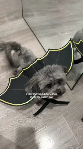 Bat Girl 🦇🥹 — #priscillafaye #dogsoftiktok #jupiterjones 