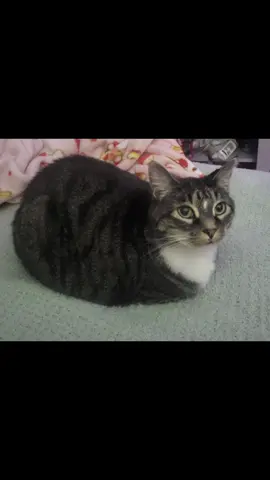 cat loaf 🍞 #cat #animalsoftiktok #fyp #animallover #foryoupage #catsoftiktok #edit #cute 