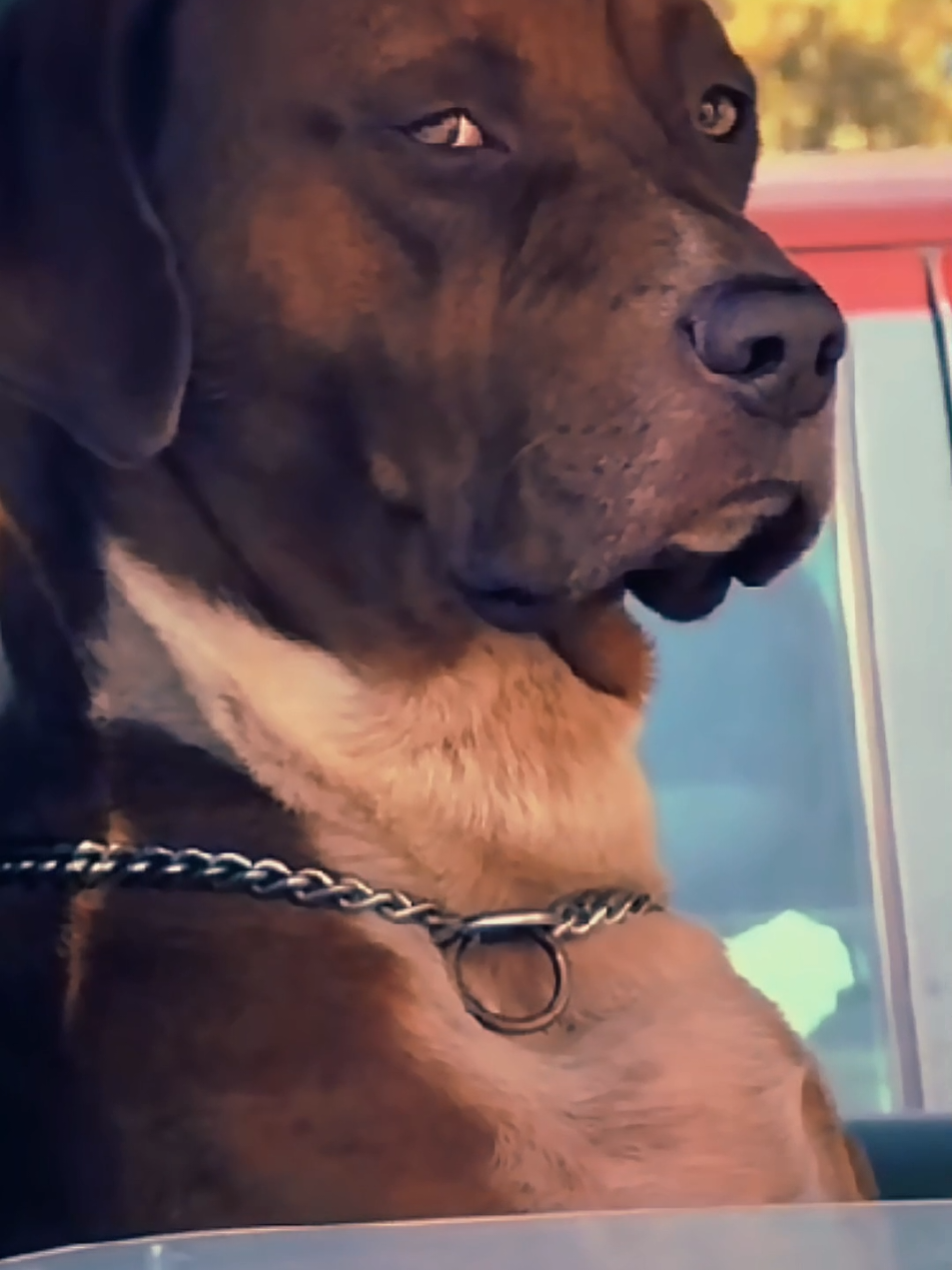 Dog be like I'm already taken. #trending #tiktokcomments #viral #reels #fyp 