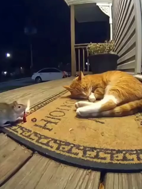 AI has officially brought the world’s most iconic rivalry to life. Thanks to OpenAI’s Sora 2, the internet is overflowing with hyper-realistic clips of Tom and Jerry chasing each other through real homes — smashing furniture, dodging traps, and turning everyday life into pure cartoon chaos. What started as a childhood classic has become a viral showcase of how far AI video generation has come. Sora 2 can now recreate cinematic motion, slapstick timing, and lifelike animal expressions — all from a single text prompt. The result looks so real you might actually believe Warner Bros. just dropped a live-action Tom & Jerry movie. It’s nostalgic, hilarious, and visually mind-blowing all at once. Who wins this round — Tom or Jerry? 👀💬 Join the fastest-growing AI community on TikTok @longliveai #ai #sora #tomandjerry #viral #meme #aivideo #aiart #sora2 #openai #cartoon