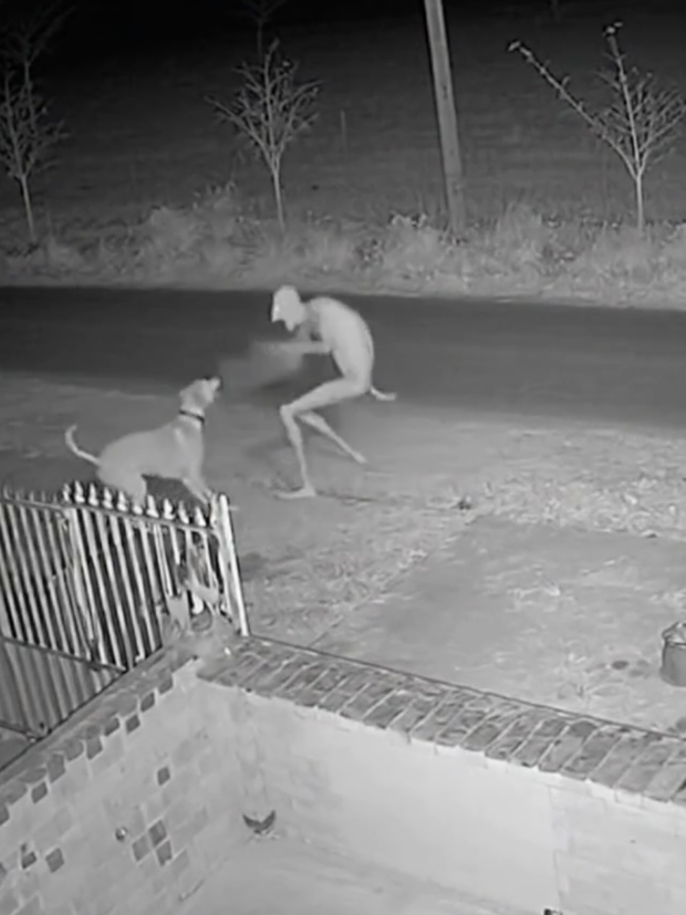 Skinwalker Saves Himself hardly  From Dangerous Dog #Skinwalker #cctvcamera #Skinwalkerattack #dog #viral 
