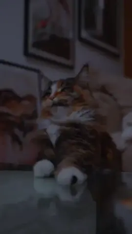 #CapCut #قران_كريم #عبدالله_احمد_شعبان🖤🎧 #عبدالله_احمد_شعبان #عبدالله_احمد_شعبان_راحة_نفسية_ 