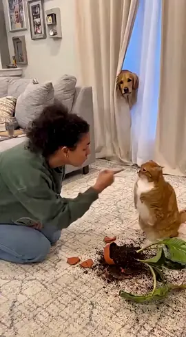 Cat Blamed, Dog Confused — 🤔 Someone’s #fypppppppppppppp #ai 