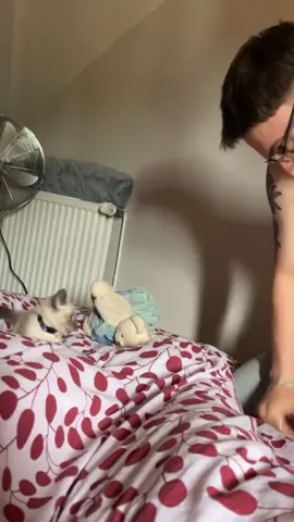 #reposting #cat #chats #drole #pourtoi 