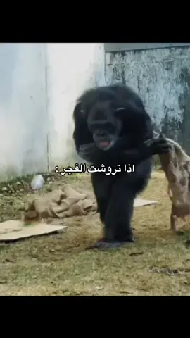 🥶🥶 #الشعب_الصيني_ماله_حل😂😂 