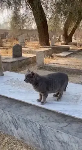اللّہ اکبر🥹😭🫶🏻🐈‍⬛🪦🌷#foryou #viralvideos #graveyard #cat #trendingreels 