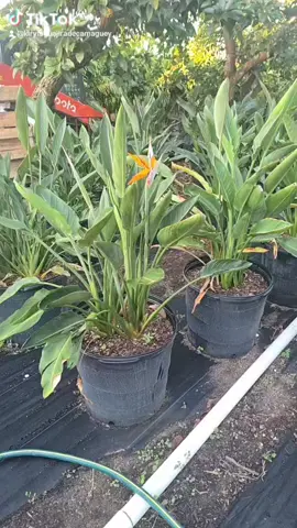 #tiktokherovillaincontest 