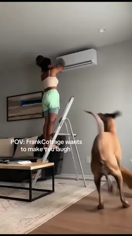 My cat and dog love playing #frankcottage #fyi #viral #dog #cat 