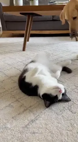 Have Some Fun 😉😉  #cat #catsoftiktok #cats #dog #dogsoftiktok 