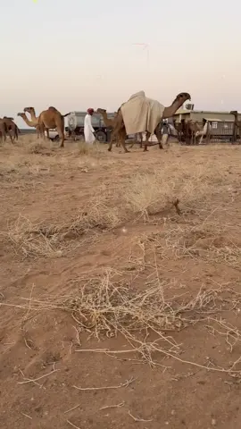 #حرش_العراقيب #🔥🔥 #مخوف ##🔥🔥 #افلح_من_ذكر_الله 