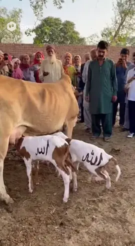 @100M Views @☝️🕋𝑭𝒓𝒆𝒆𝒅𝒐𝒎🕋☚♦️🌲♦️ @Taction Djire 