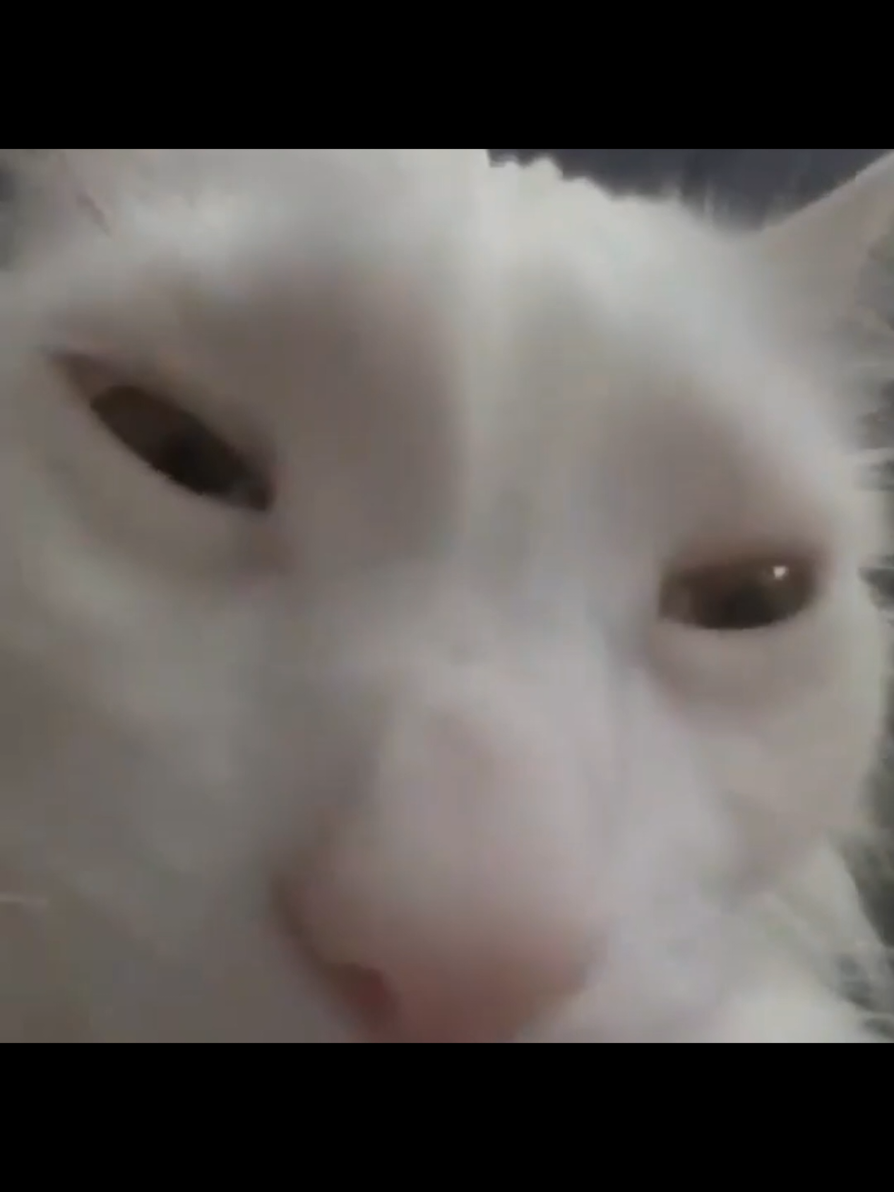 silly cat. #silly #fyp #trending #cat 