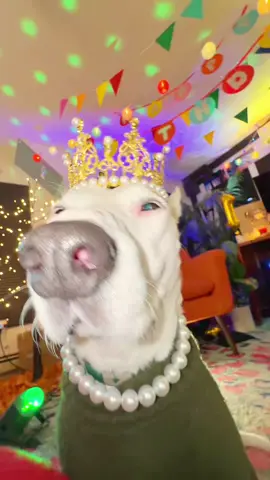 ¡Feliz Cumple, mi Bizcochita! Tiene 11 años 🥹 #felizcumpleaños #felizcumpleaños🌹🎂🧁🎁🎉🎊 #felizcumple #bizcochito 