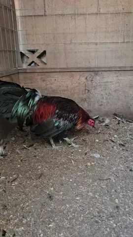 #gracias #graciasporelapoyo #peleasdegallos #durango #followers @migos@destacar@toofan@followers@durangogamefarm@gamefowl