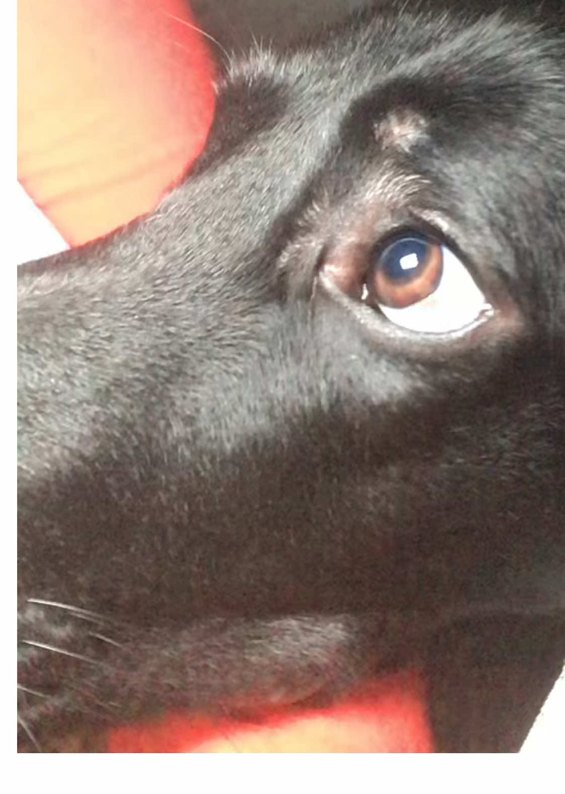 Wake uppp, it’s the first of the month 1️⃣ 🗓️ 🫶🏻 love hims, he’s just a baaaby 🥹❤️‍🔥 #selfievideo #dogsoftiktok #everyfaceisbeautiful #creatorsearchinsights #fyp 