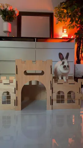 #bunny #rabbit #cute 