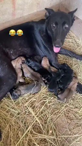 #شعب_الصيني_ماله_حل😂😂 #كلاب #ملينوا 