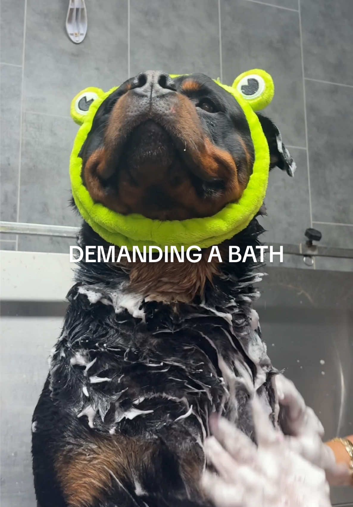 SIR WE ARE CLOSED 😩 shampoo & comdtioner @Wahl Animal Uk - link in bio  Bath duck & de shedding brush - link in bio  #rottie #rottweiler #dog #fyp